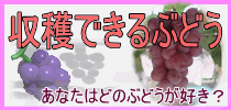 いま収穫できるぶどうをご紹介します。 収穫できるぶどう